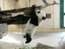 panda baby have fun